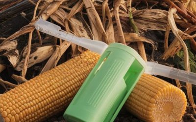 Bioplásticos: ¿Pueden los Materiales Biodegradables Resolver la Crisis de Residuos Plásticos?